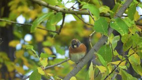 A brambling on a branch looking around for food, closeup bird video