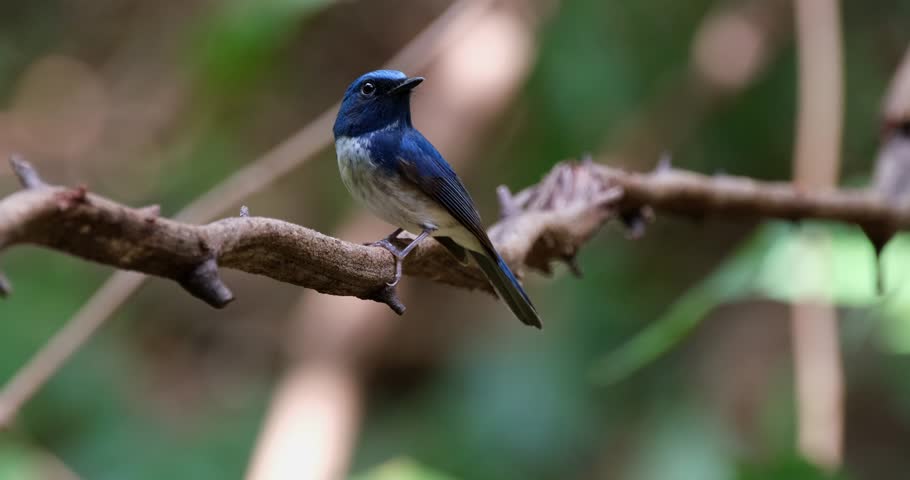 Seen from its side facing towards the left as it looks around, Hainan Blue Flycatcher Cyornis hainanus, Thailand