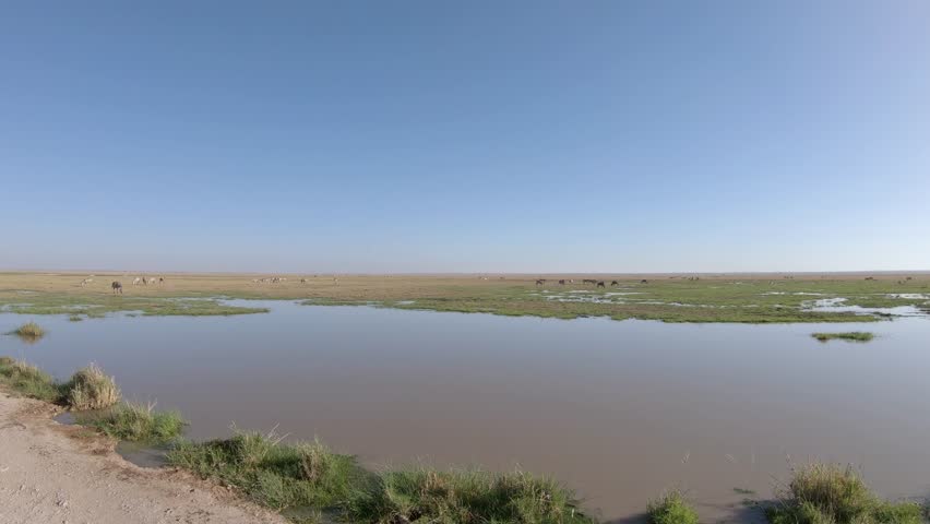 Zebra herd grazing on marshes, wildlife in Amboseli National Park, Kenya, Africa