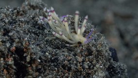 Nudibranch sits on the bottom of the sea holding on to it and the current tries to blow it away.
Pale Coryphellina (Coryphellina sp.) 20 mm. ID: cream-yellow, perfoliate purple-tipped rhinophores.