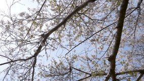 4K video of a row of cherry blossom trees shot from a low angle and tilt down.
4K 120fps edited to 30fps