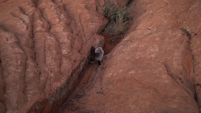 My Pet Cat Adventuring in Sunny St. George Utah