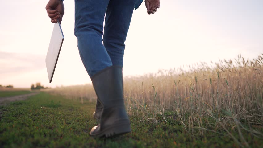 Agriculture concept. close-up of a farmer in boots with a tablet. agronomist on an agricultural wheat field. farmer inspects the plantation. agronomist working with laptop on agricultural wheat field