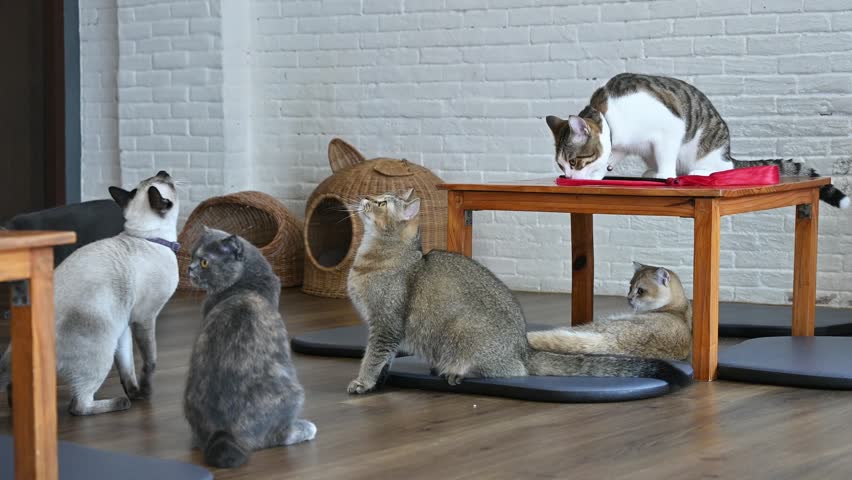 Group of cats living in cat cafe. Cat cafe are a type of coffee shop where patrons can play with cats that roam freely around the establishment. Royalty-Free Stock Footage #3410627239