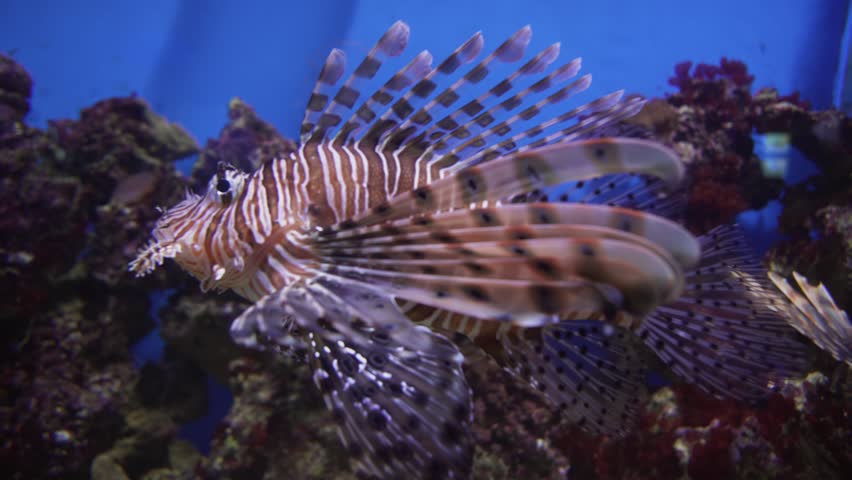 Red lionfish in a marine aquarium stock footage video | Shutterstock HD Video #34106572