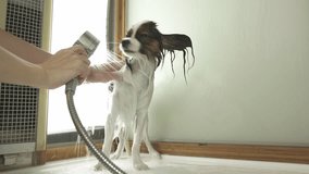 Bathing a dog Continental Toy Spaniel Papillon stock footage video