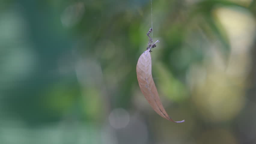 Dry leaves stuck to spider web floating on the air,blowing and spinning with wind blow. Royalty-Free Stock Footage #3410789763