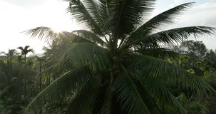 Aerial view of coconuts grow on tree 