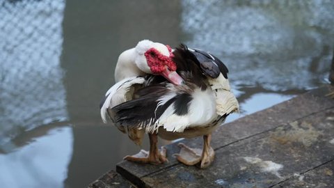 White Muscovy duck, Musky duck, Barbary duck cleaning itself in the public garden. 