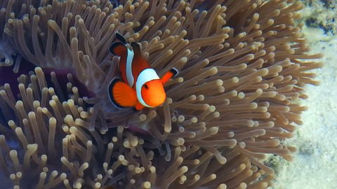 Nemo clown fish in the anemone