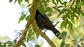 Macro video of big crow on tree looking around
