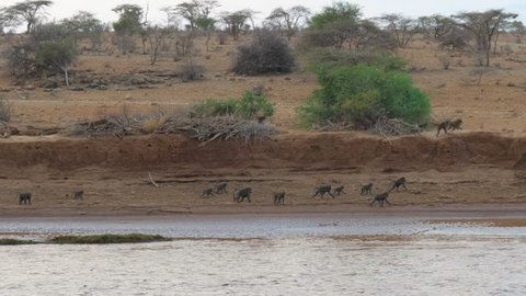 A huge family of monkeys is on the shore of the river, some run and play. Desert African Savannah in Samburu.