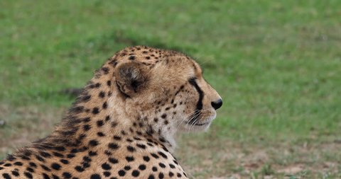 Cheetah, acinonyx jubatus, Portrait of Adult looking around, Masai Mara Park in Kenya, Real Time 4K