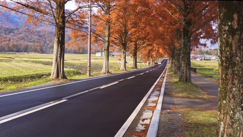 A road passing through metasequoia trees in autumn, dyed red