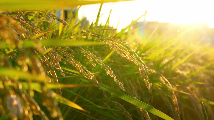 Close up of ears of rice illuminated by the setting sun and autumn rice fields before harvest