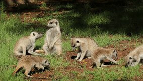Meerkat (Suricata suricatta) family foraging in natural habitat, South Africa