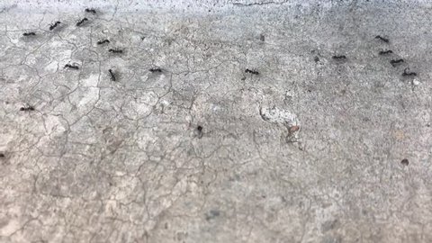 Black ants walk on cement floor background