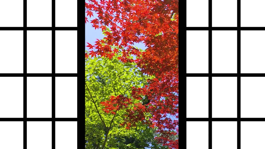 Shoji screens that opens slowly and appear red maple leaves swaying in the wind