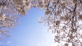 4K video of a row of cherry blossom trees shot from a low angle and tilt down.