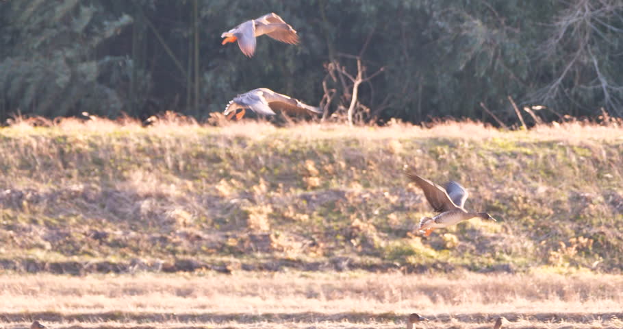 Bean geese landing on agricultul field in Miyagi ,Japan. Royalty-Free Stock Footage #3411145241