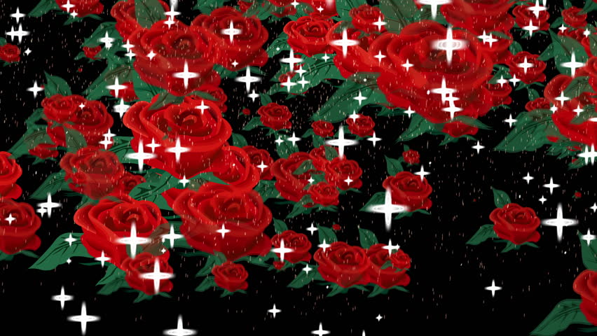 Red Rose Flower Transition. Marriage animation colorful flowers St. Valentine's Day wedding anniversary greeting cards invitation e-card loop 4k transition. Elements for Valentine's Day or Wedding.