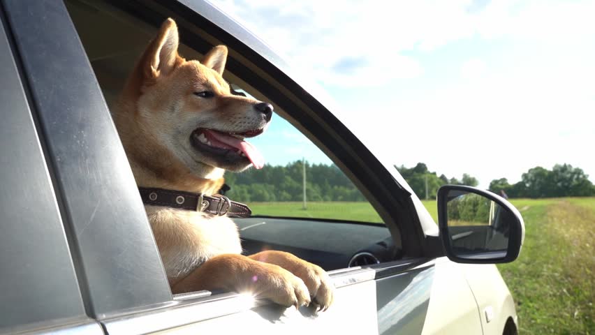 Shiba Inu looks out the car window in nature Royalty-Free Stock Footage #3411259873