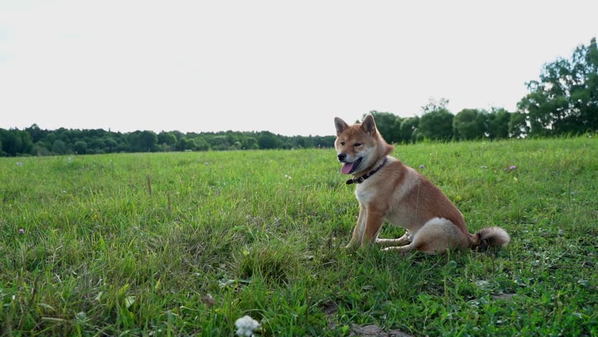 Shiba Inu is sitting in nature Royalty-Free Stock Footage #3411260963