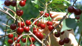 High quality video of women picking cherry fruit in 4K
