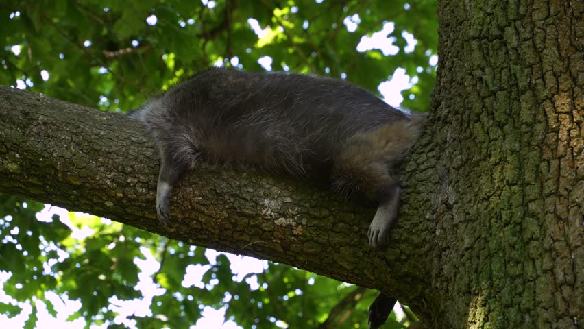 Close up of raccoon relaxing on a tree