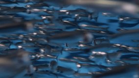 A swirling school of thousands of Northern Anchovies swims in circles in a large funnel shape in order to avoid predators. The video was shot in 4K on a Canon M50 digital camera. - Powered by Shutterstock - Get 15% off with code: PIKWIZARD15