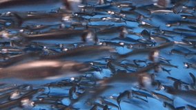 A swirling school of thousands of Northern Anchovies swims in circles in a large funnel shape in order to avoid predators. - Powered by Shutterstock - Get 15% off with code: PIKWIZARD15