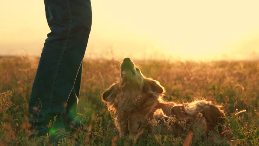 Owner feeding red dog, sunset during hike. Dog get caress from owner. Man strokes dog spaniel with hand, outdoors. Closeup dog sitting next its owner. Concept human animal friendship. Owner loves pet