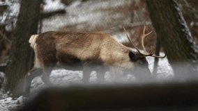 Video of Reindeer in zoo