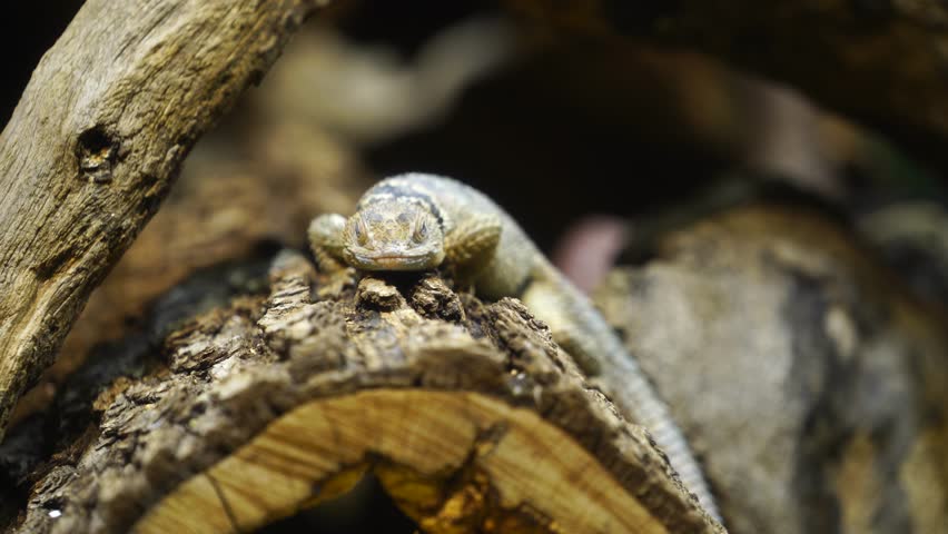 Blue spiny lizard in terrarium