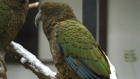 Video of Kea in zoo