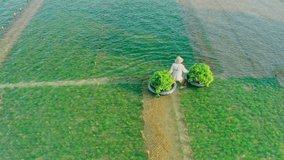 Fisherman in traditional straw hat covering his face, collect seaweed food on coastline tropical beach. Asian culture and authentic traditional in incredible 4K Aerial video