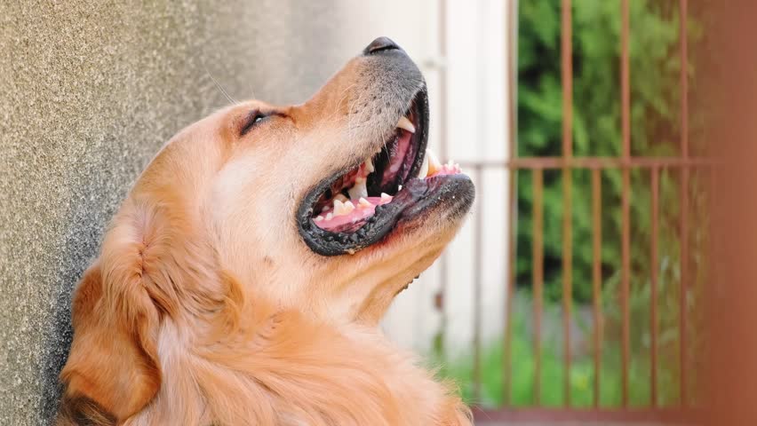 The smiling golden retriever dog looking at camera sits in enclosure. View on relaxing pet outdoors. Domestic animal behind bars. Homeless animals. Catching stray dogs. Waits the owner. 4K. Royalty-Free Stock Footage #3411594483