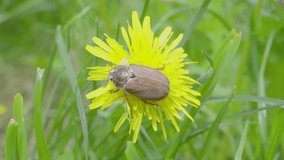 May beetle on a dandelion flower, nature in spring, a beetle climbs on a yellow flower
