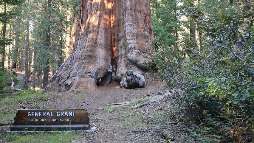 General Grant tree in Sequoia National Park of California, United States of America. General Grant is famous to be 2nd largest tree in the world and largest in General Grant Grove of Kings Canyon.