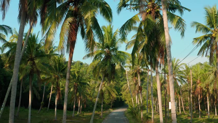 Scenery road with palm tree on beautiful tropical island 4K Aerial view