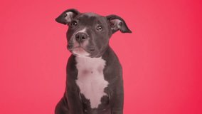 project video of cute little American bully dog sitting and looking up, being eager in front of red background