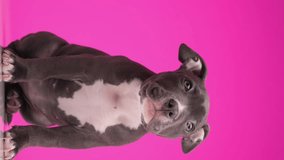 wary adorable blue American bully puppy being cautious, looking up and sitting on pink background