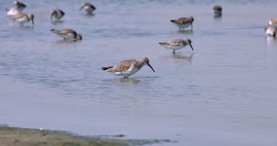 Seen in the front digging deep into the water foraging for some food, Curlew Sandpiper Calidris ferruginea, Thailand Royalty-Free Stock Footage #3411723147