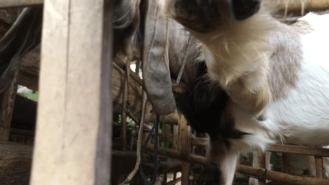 Farm livestock : male goat seen in the cage. And if we look closely at the goat's mouth, we can see that around the lower front lip there is thin, loose hair. Stock video