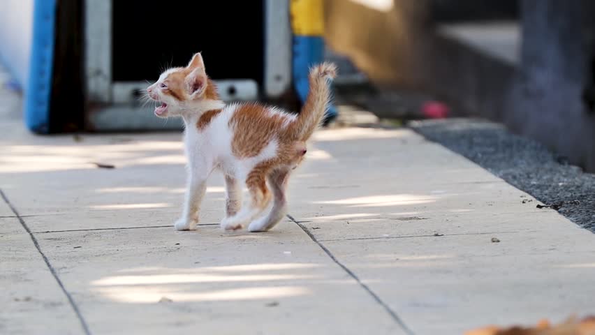 A skinny, hungry little cat