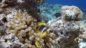 In underwater ocean friendship between sea anemone and clownfish. Clownfish and sea anemone forge impressive partnership. Underwater video showcases mesmerizing anemone life.