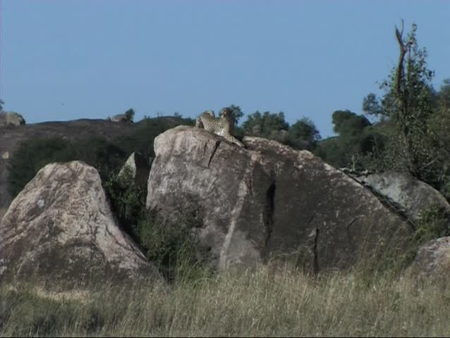 Cheetah resting on a kopje in the Serengeti