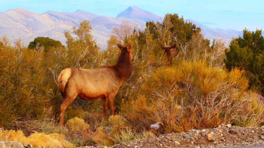 Elk and early morning feeding in southern Nevada mountains