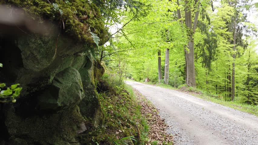 Male hiker on a gravel road hiking the popular long-distance trail Westweg through the Black Forest in southern Germany