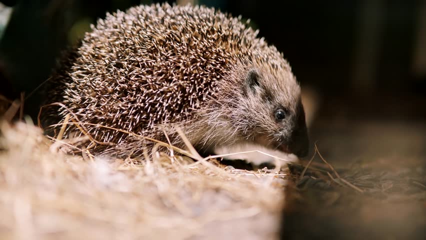 Hedgehog Searching Food At Night. Needles Animal In Forest. Hedgehog Looking For Insect. Erinaceus Europaeus. European Hedgehog or Common Hedgehog Wild Animal Life. Nocturnal Animal